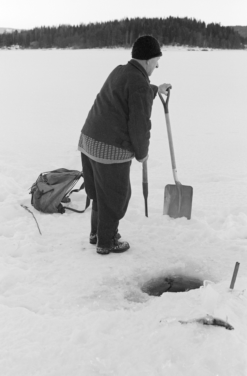 Yrkesfiskeren Paul Stensæter (1900-1982) gjenåpner et hull i isen der han hadde satt garn vinterstid. Han måtte først knuse det islokket som hadde dannet seg i hullet siden sist han dro garnet, to døgn tidligere. Dette ble gjort ved å hogge det istykker med en isbil. Etter å ha knust isen slik at han fikk en passelig stor åpning, grep Stensæter etter spaden for å bruke den til å fjerne isbiter og eventuell snø fra dette hullet. Først når to hull - et ved hver av garnets ytterender - var gjenåpnet på denne måten, kunne Stensæter trekke garnet opp på isen og ta ut fisken som hadde gått i maskene. Fotografiet er tatt på Steinsfjorden, en sidearm til Tyrifjorden på Ringerike (Hole kommune) vinteren 1973. Her drev Stensæter næringsfiske nesten hele året. Garnfisket vinterstid var primært et sikfiske.

I 1970-åra var etnologen Åsmund Eknæs fra Norsk Skogbruksmuseum flere ganger på besøk hos Paul Stensæter for å observere ham i aktivitet som fisker og intervjue ham om denne virksomheten. Eknæs oppsummerte det han fikk se og høre om garnfisket under isen på Steinsfjorden slik:

«Sikfiske med garn. Dette fisket foregikk på to steder, i åpent vann ute i Tyrifjorden og under isen i Steinsfjorden. Tyrifjorden er ofte åpen langt utover vinteren og det hender at den ikke legger seg i det hele tatt. De dro da i båt over fra Steinsfjorden og satte garn på ganske store dyp, 20-40 favner. Når det ble fisket for fullt ble det brukt 20 garn. 10 sto ute mens de øvrige var hjemme til tørking.

Garnfisket under isen i Steinsfjorden begynner så fort isen legger seg om høsten, fordi tynn og gjennomsiktig is er en fordel når garna skal settes ut første gang. Å sette ut garn under isen kaller Paul for øvrig «å høgge ut garna». Dette krever en spesiell teknikk. Er isen gjennomsiktig, foregår det på følgende måte: To hull hogges med så lang avstand som lengda på garnet. Ei rett granstang på 7-8 m stikkes ned i det ene hullet med den tynneste enden først. I den tykkeste enden er det et hull hvor det blir festet ei snor. Stanga blir nå skjøvet i full fart mot det andre hullet. En viktig detalj ved denne stanga er at den skal være nyhogget. Da ligger den dypere i vannet og skubber mindre mot isen. Stanga går ikke helt fram til det andre hullet. Der den stopper blir det hogget et mindre hull og den skyves videre ved hjelp av en kjepp med ei kløft i enden. Når snora er brakt fram på denne måten, er det en enkel sak å trekke garnet under isen. 

Men er isen ugjennomsiktig, slik at det er umulig å se stanga, må Paul gjøre det på en annen måte. Da finner han ei lang stang med god krumming på. Så hogger han hull så tett at stanga kan stikkes ned i det ene og komme opp igjen gjennom det neste.

Garnet er nå på plass under isen og står på bunnen på 5-10 favners dyp. Fra hver ende av garnet går det ei tynn snor opp til hullet i isen. Snorene går ikke opp gjennom hullet, men er festet litt ved siden. Dette er gjort for å hindre at han hogger dem av når is som har dannet seg i hullet skal fjernes.

Dagens nylongarn tåler å stå ute hele vinteren. Tidligere, da lin og bomull var mest brukt, var det nødvendig å ta garna opp og tørke dem. Av de 20-40 garn som Paul brukte, var halvparten til tørk.

Ettersynet, som gjerne foregår annenhver dag, begynner med at han får tak i snorene fra garnet ved å stikke en pinne med krok på innunder isen. I den borteste enden løsner han garnsnora og fester isteden ei lang nylonsnor til garnet. Tidligere brukte han snor av tvunnet hestetagl. Snora er så lang at den også rekker bort til der han står oppå isen. Ved trekkinga tar han ut fisken etter hvert. Når hele garnet er trukket, blir han stående på samme sted, tar tak i snora og drar garnet ut igjen samtidig som han passer på at det går ordentlig.

I sterk kulde vil det våte garnet fryse til en klump og være umulig å sette igjen. For å hindre dette hogger han ei grop i isen bak hullet og fyller denne med vann. Etter hvert som han trekker garnet putter ha det ned i gropa og det holder seg opptint til det skal settes igjen.

Når det blir mildvær og fare for at isen skal gå opp og komme i drift, må det tas spesielle forholdsregler for å hindre at garna blir dratt med isflak og forsvinner. Paul binder i slike tilfelle inn en bit snelletråd i den snora som går fra isen og ned til garnet. Kommer isen i drift, vil snelletråden ryke, og garnet blir stående igjen på samme sted. Det er da en forholdsvis enkel sak å sokne etter det.

Garnfisket ga jevne tilførsler av sik gjennom det meste av vinteren. Vintersiken i Steinsfjorden er noe mindre enn høstsiken. Det går omkring 4 på kiloen, mot 3 om høsten. Fangstene varierer fra noen få til 25-30 pr. garn. Med 10 garn ute vil han kunne få opptil 200-300 sik eller 50-70 kilo. Men da blir garnene trukket bare annenhver dag.»