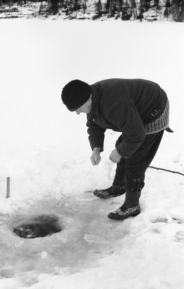Yrkesfiskeren Paul Stensæter (1900-1982), fotografert mens han sto bøyd over et hull han hadde hogd for å kunne drive garnfiske under isen på Steinsfjorden, en sidearm til Tyrifjorden på Ringerike i Buskerud. Her sto Stensæter med ei snor som antakelig var bundet til enden av overtelna på garnet i hendene, klar til å trekke garnet opp på isen og ta ut fangsten. Deretter ble garnet trukket tilbake under isen ved hjelp av ei lang snor fra et annet hull - en garnlengde fra dette. Garnfisket i Steinsfjorden vinterstid var først og fremst et sikfiske. Dette fotografiet ble tatt vinteren 1973.

I 1970-åra var etnologen Åsmund Eknæs fra Norsk Skogbruksmuseum flere ganger på besøk hos Paul Stensæter for å observere ham i aktivitet som fisker og intervjue ham om denne virksomheten. Eknæs oppsummerte det han fikk se og høre om garnfisket under isen på Steinsfjorden slik:

«Sikfiske med garn. Dette fisket foregikk på to steder, i åpent vann ute i Tyrifjorden og under isen i Steinsfjorden. Tyrifjorden er ofte åpen langt utover vinteren og det hender at den ikke legger seg i det hele tatt. De dro da i båt over fra Steinsfjorden og satte garn på ganske store dyp, 20-40 favner. Når det ble fisket for fullt ble det brukt 20 garn. 10 sto ute mens de øvrige var hjemme til tørking.

Garnfisket under isen i Steinsfjorden begynner så fort isen legger seg om høsten, fordi tynn og gjennomsiktig is er en fordel når garna skal settes ut første gang. Å sette ut garn under isen kaller Paul for øvrig «å høgge ut garna». Dette krever en spesiell teknikk. Er isen gjennomsiktig, foregår det på følgende måte: To hull hogges med så lang avstand som lengda på garnet. Ei rett granstang på 7-8 m stikkes ned i det ene hullet med den tynneste enden først. I den tykkeste enden er det et hull hvor det blir festet ei snor. Stanga blir nå skjøvet i full fart mot det andre hullet. En viktig detalj ved denne stanga er at den skal være nyhogget. Da ligger den dypere i vannet og skubber mindre mot isen. Stanga går ikke helt fram til det andre hullet. Der den stopper blir det hogget et mindre hull og den skyves videre ved hjelp av en kjepp med ei kløft i enden. Når snora er brakt fram på denne måten, er det en enkel sak å trekke garnet under isen. 

Men er isen ugjennomsiktig, slik at det er umulig å se stanga, må Paul gjøre det på en annen måte. Da finner han ei lang stang med god krumming på. Så hogger han hull så tett at stanga kan stikkes ned i det ene og komme opp igjen gjennom det neste.

Garnet er nå på plass under isen og står på bunnen på 5-10 favners dyp. Fra hver ende av garnet går det ei tynn snor opp til hullet i isen. Snorene går ikke opp gjennom hullet, men er festet litt ved siden. Dette er gjort for å hindre at han hogger dem av når is som har dannet seg i hullet skal fjernes.

Dagens nylongarn tåler å stå ute hele vinteren. Tidligere, da lin og bomull var mest brukt, var det nødvendig å ta garna opp og tørke dem. Av de 20-40 garn som Paul brukte, var halvparten til tørk.

Ettersynet, som gjerne foregår annenhver dag, begynner med at han får tak i snorene fra garnet ved å stikke en pinne med krok på innunder isen. I den borteste enden løsner han garnsnora og fester isteden ei lang nylonsnor til garnet. Tidligere brukte han snor av tvunnet hestetagl. Snora er så lang at den også rekker bort til der han står oppå isen. Ved trekkinga tar han ut fisken etter hvert. Når hele garnet er trukket, blir han stående på samme sted, tar tak i snora og drar garnet ut igjen samtidig som han passer på at det går ordentlig.

I sterk kulde vil det våte garnet fryse til en klump og være umulig å sette igjen. For å hindre dette hogger han ei grop i isen bak hullet og fyller denne med vann. Etter hvert som han trekker garnet putter ha det ned i gropa og det holder seg opptint til det skal settes igjen.

Når det blir mildvær og fare for at isen skal gå opp og komme i drift, må det tas spesielle forholdsregler for å hindre at garna blir dratt med isflak og forsvinner. Paul binder i slike tilfelle inn en bit snelletråd i den snora som går fra isen og ned til garnet. Kommer isen i drift, vil snelletråden ryke, og garnet blir stående igjen på samme sted. Det er da en forholdsvis enkel sak å sokne etter det.

Garnfisket ga jevne tilførsler av sik gjennom det meste av vinteren. Vintersiken i Steinsfjorden er noe mindre enn høstsiken. Det går omkring 4 på kiloen, mot 3 om høsten. Fangstene varierer fra noen få til 25-30 pr. garn. Med 10 garn ute vil han kunne få opptil 200-300 sik eller 50-70 kilo. Men da blir garnene trukket bare annenhver dag.»