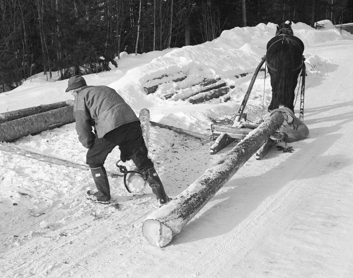 Avlessing av tømmer på velteplass. Lundberget, Trysil, Hedmark.
