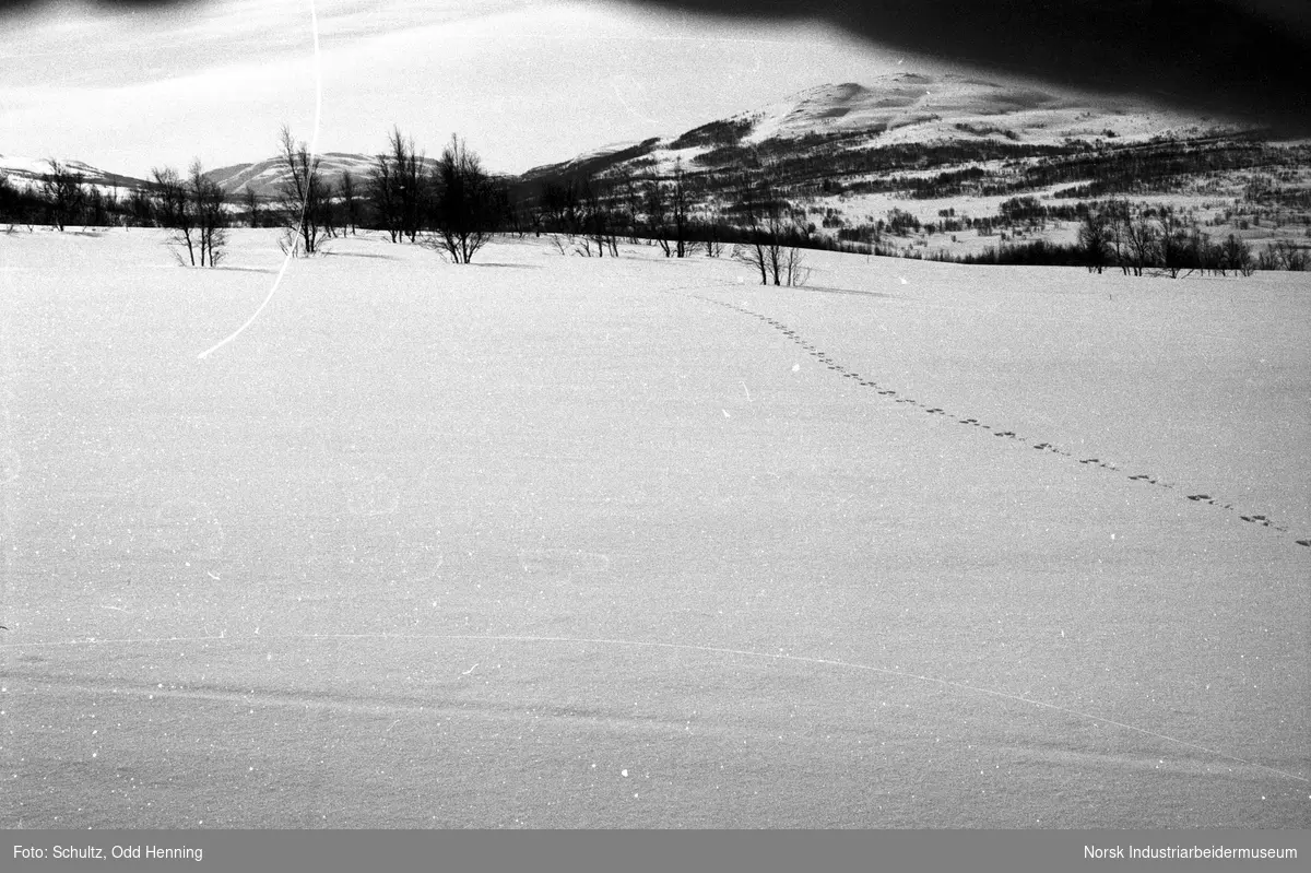 Spor etter hare i snøen på fjellet.