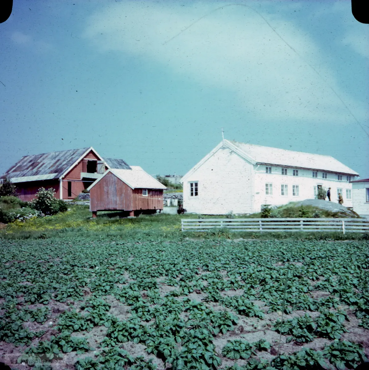 Påskhella på Sandøya.