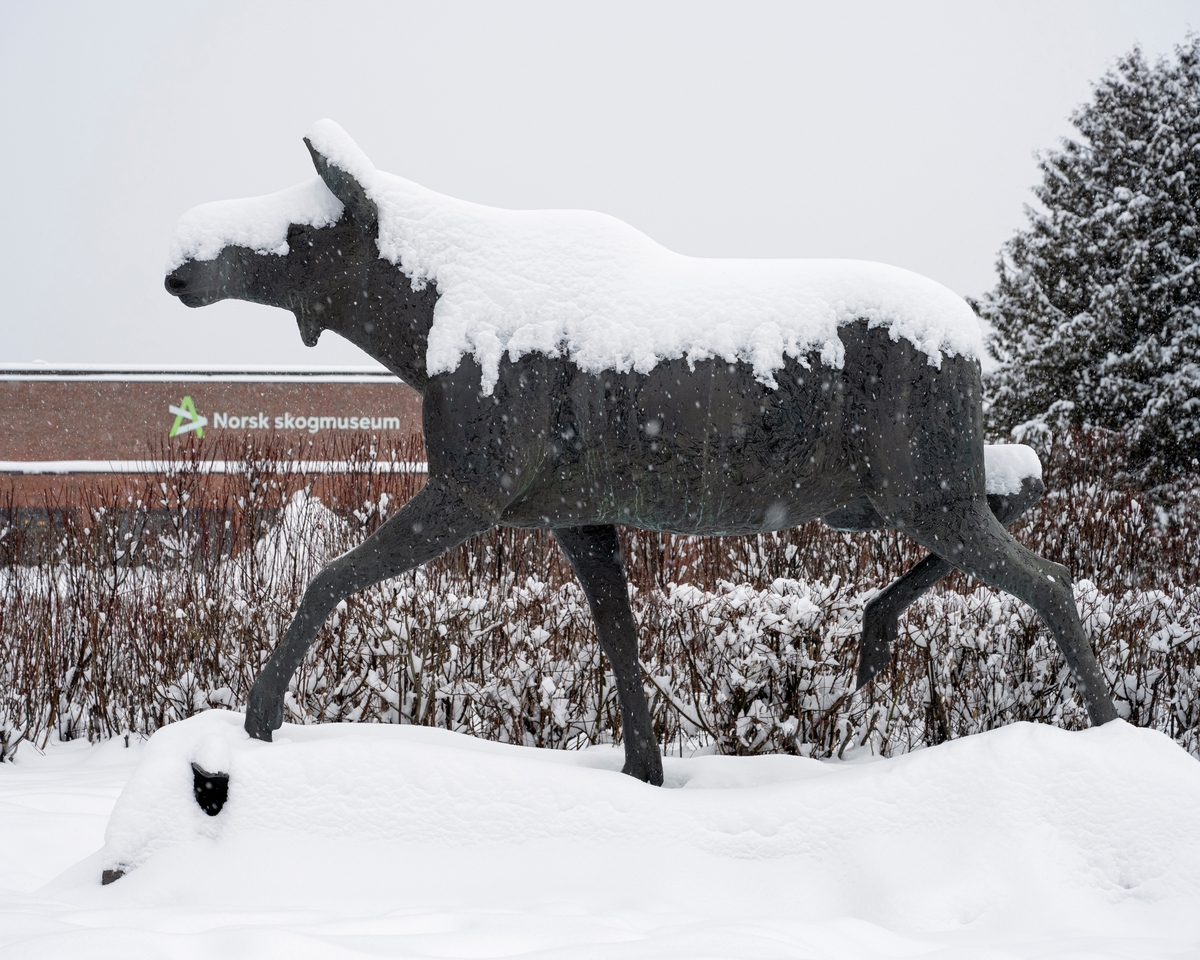 Elgskulptur, kolla i en elgfamilie som pryder innkjøringen til Anno Norsk skogmuseum på Elverum, Hedmark. Bildet er tatt i snøvær. Skulptøren bak kunstverket er Skule Waksvik.