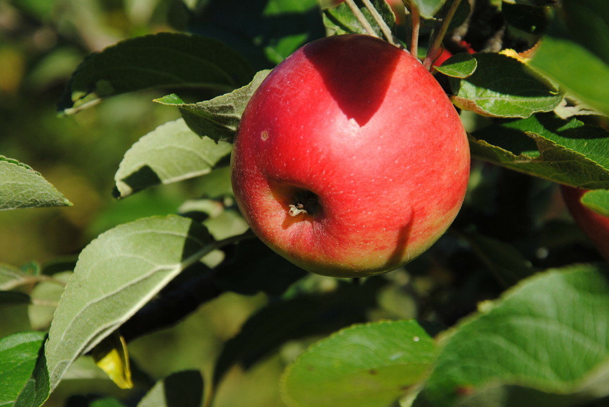 Äppelträdet av sorten 'Råby Rubin' planterades vid bondgården på museet 1997. Pomolog Anton Nilsson hittade sorten som en fruktbuske i ett dike vid Råby gård i Västmanland 1970.