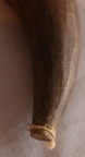 Pustad spets av ett horn med vaxat papper fäst med snöre i hornets spets.