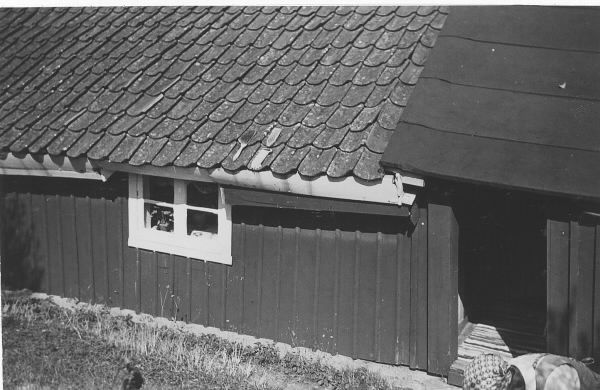 Ryggåsstugan på Knaparydet, Knaparydsstugan, den äldsta i Onsala med sina ca 350 år. Till vänster är själva stugan, sedan den fått tegeltak istället för torv, och papptaket till höger täcker den sammanbyggda ladan. Nere till höger står en böjd kvinna.