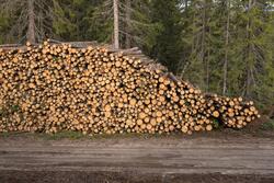 Tømmer stablet i ei tømmervelte ved en skogsbilvei på Finnsk