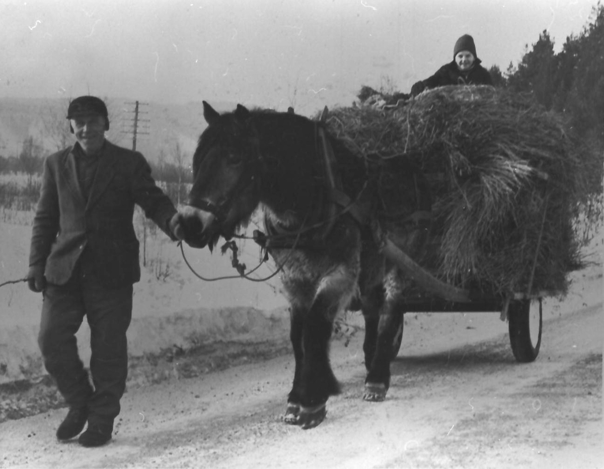 Høykjøring, vinter, hest og vogn. 