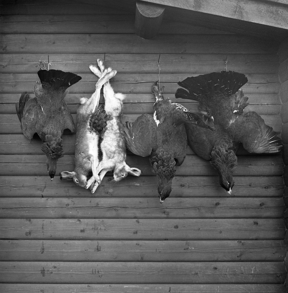 Harer og tiurer fotografert mens de henger på en laftet tømmervegg etter at de er skutt under jakt. Grue Finnskog, Hedmark. Finnskogen.