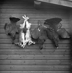 Harer og tiurer fotografert mens de henger på en laftet tømm