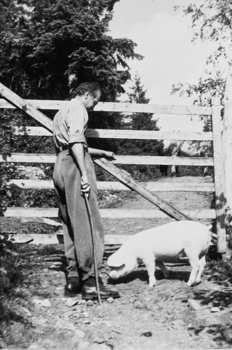 Griserøkter på Sø Skare i Eggedal, 1948. Ukjent griserøkter. Grisen var kjælen og fulgte med overalt. Når røkteren skulle hvile klødde han grisen litt, så la den seg. Grisen ble også brukt som pute.