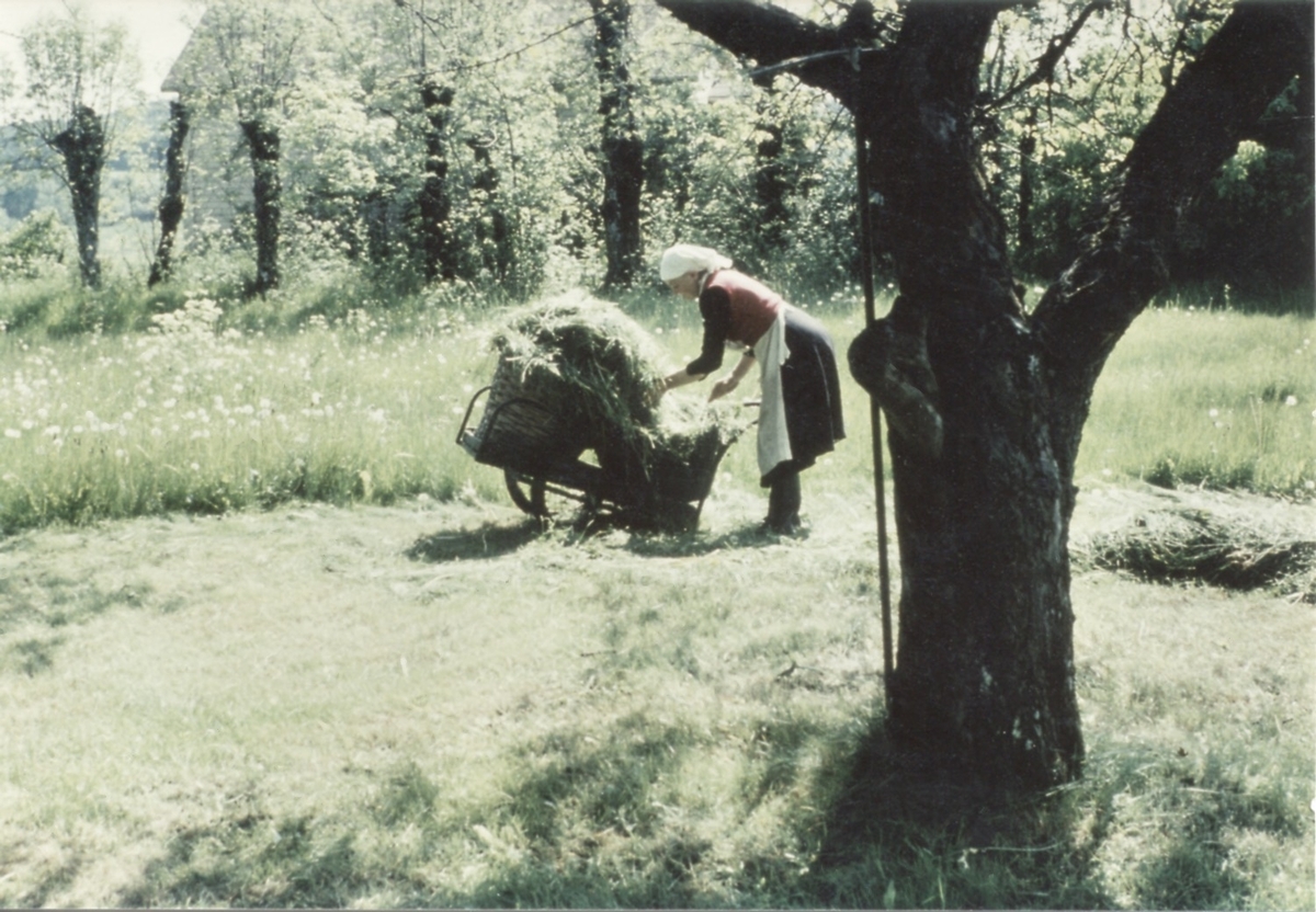 Hilda Sandberg (1887-1973) samlar ogräs i korgar som står på en kärra, "Sandbergs" Sagered 3:3 1960-tal.