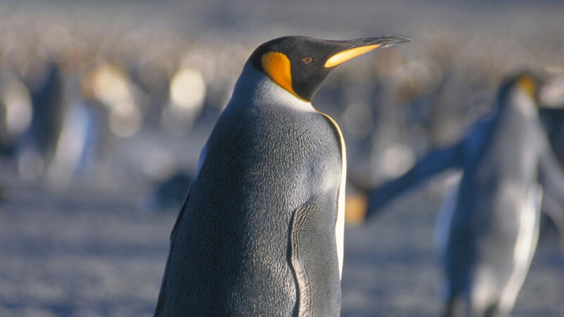 Bildet viser en grå pingvin med svart og oransje hode, med flere pingviner ute av fokus i bakgrunn.