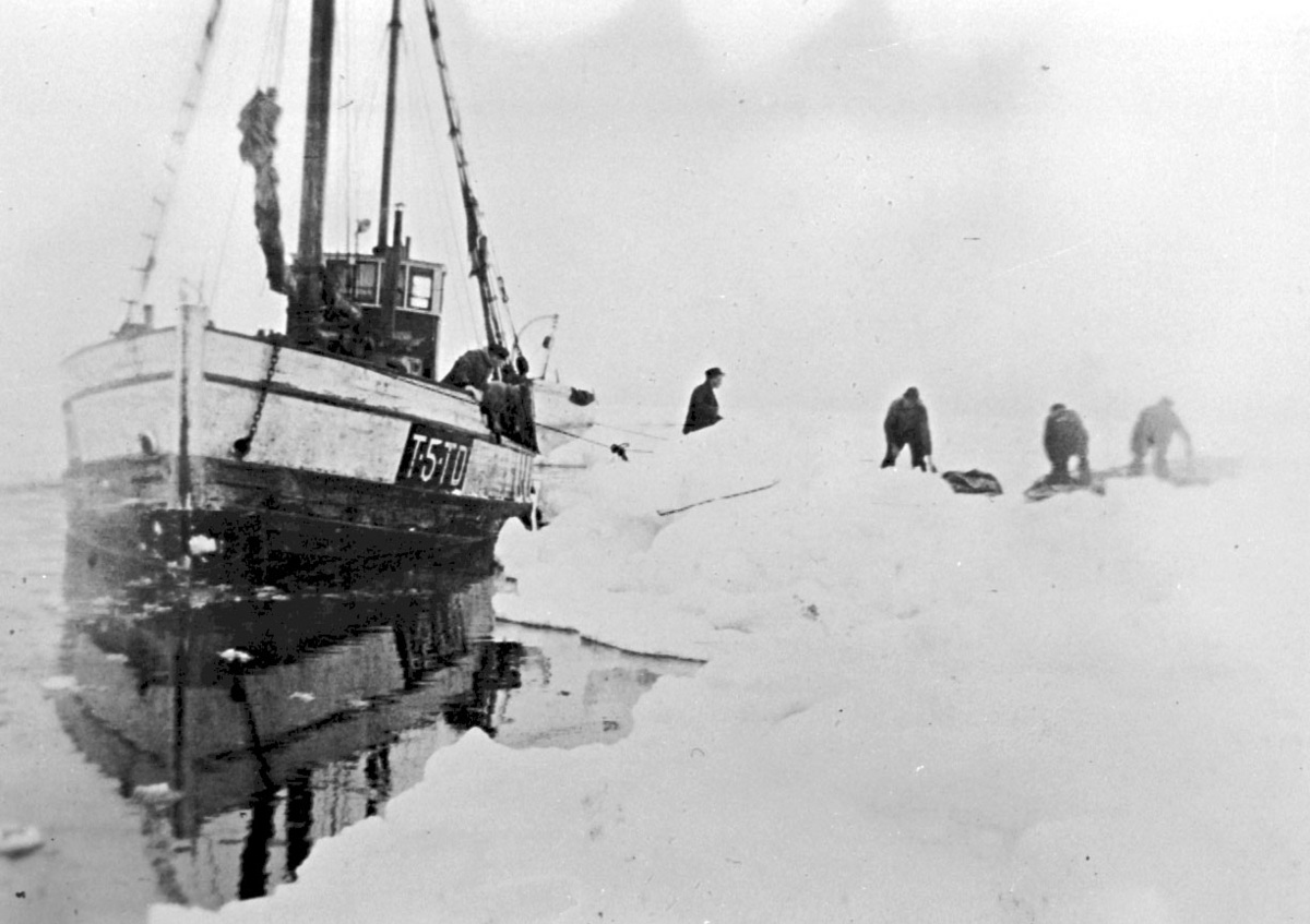 Fangstskute, menn arbeider med skinn på isen
