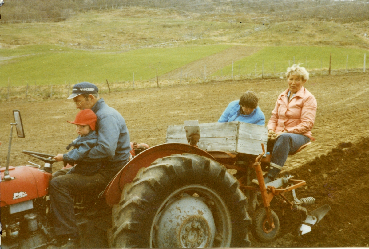 Johannes B. Havro køyrer traktoren med Andreas A. Havro på fanget. Bak på potetsettaren sit f.v. Sølvi Havro og Astrid Singdahlsen og jobbar iherdig med å få ei potet i kvart rom