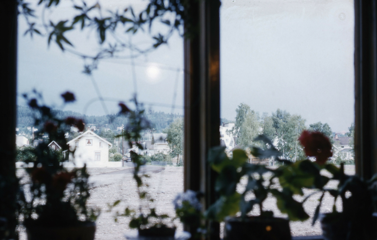 Utsikt fra vindu med potteplanter hus
