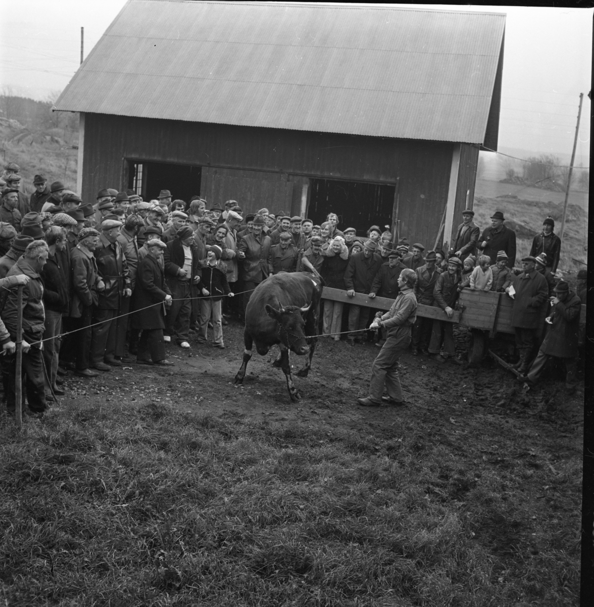En man håller ett kreatur i ett spänt rep i en inhägnad omgiven av ett stort antal i huvudsak män. Det är auktion på Vireda gård i Lekeryd.