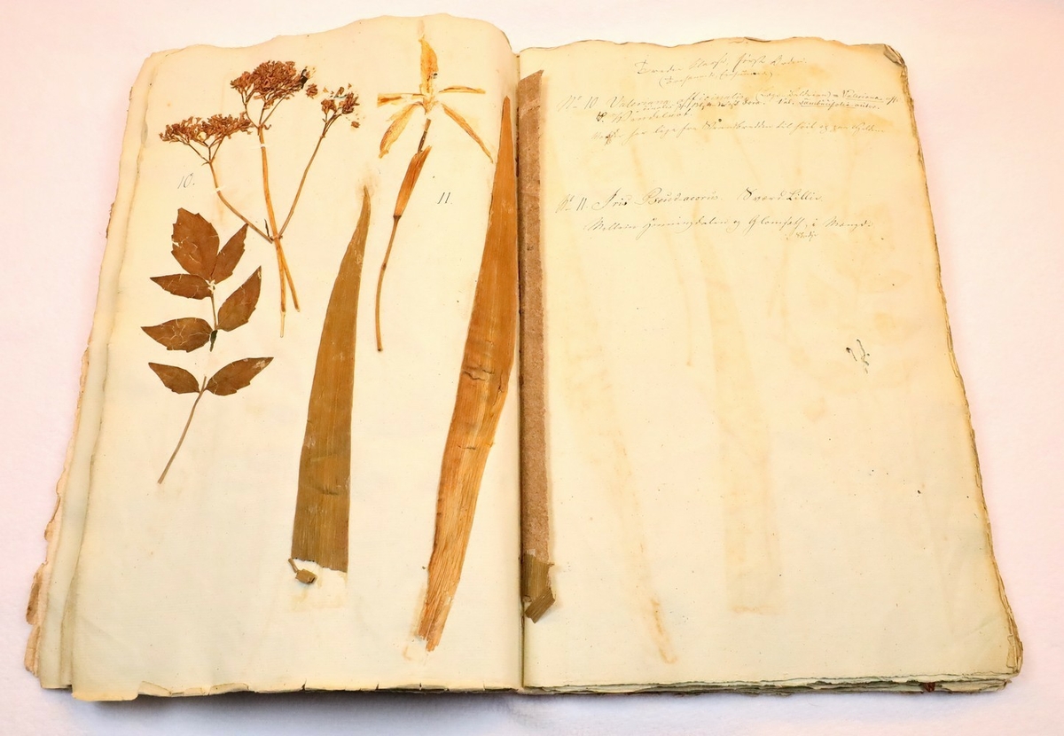 Plante nr. 11 frå Ivar Aasen sitt herbarium. 
