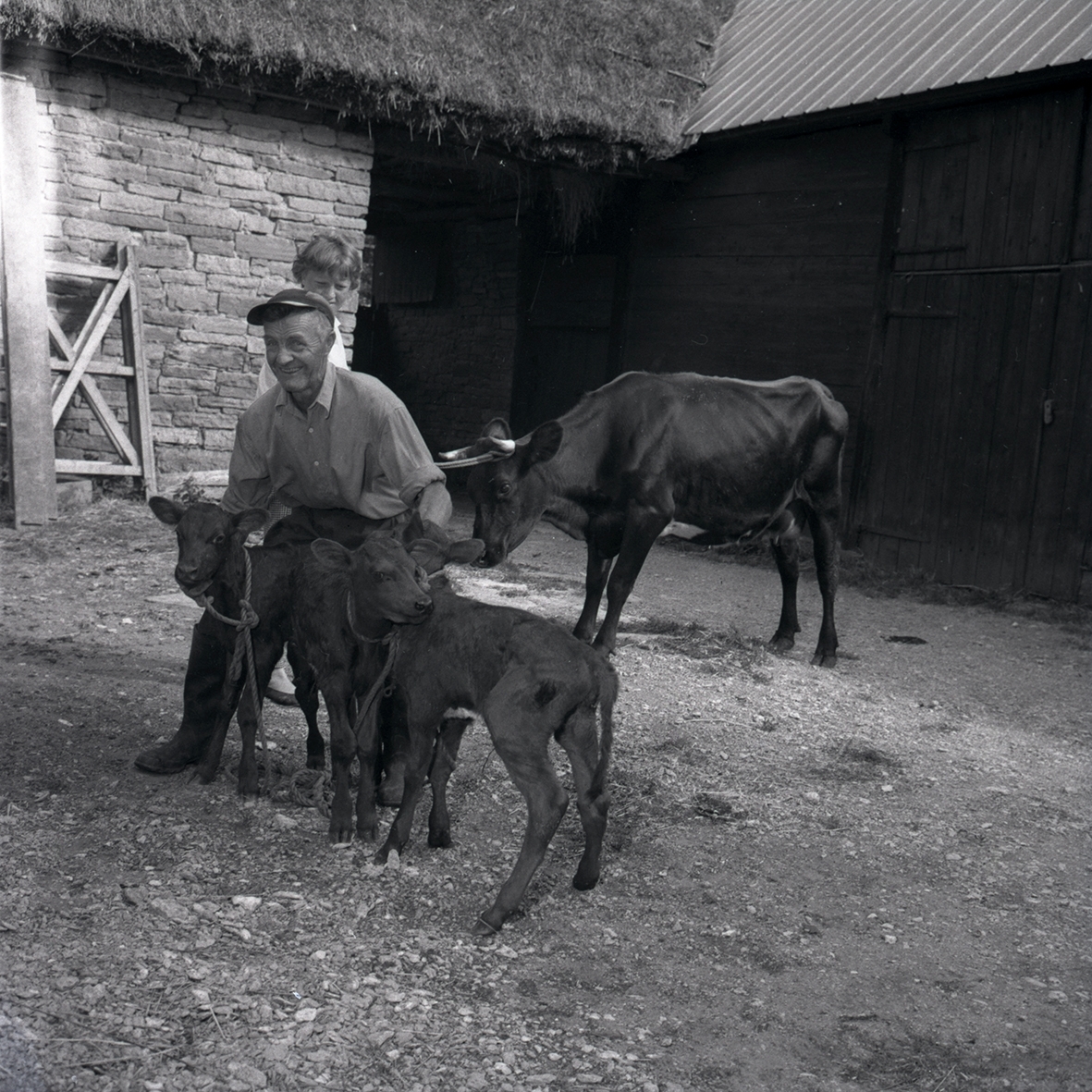 Harald Nelson med sin ko som fått trillingkalvar.
