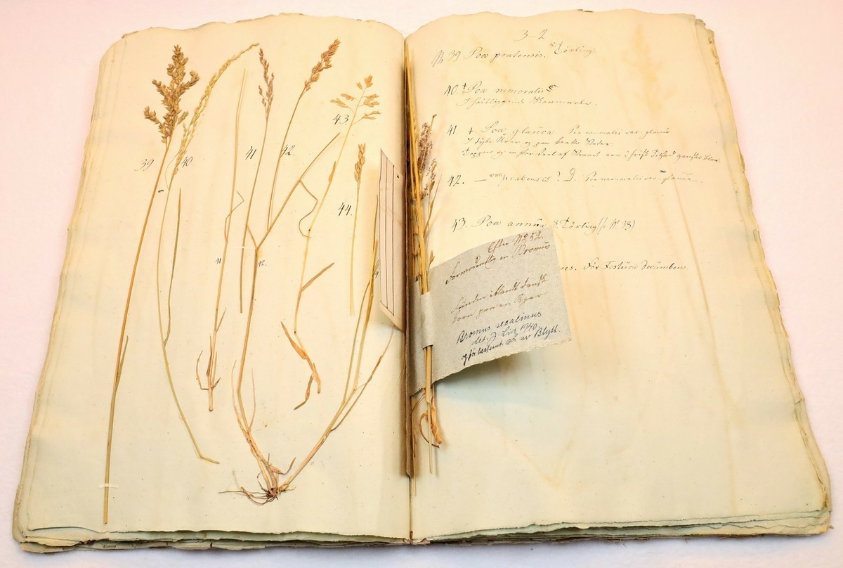 Plante nr. 39 frå Ivar Aasen sitt herbarium.  