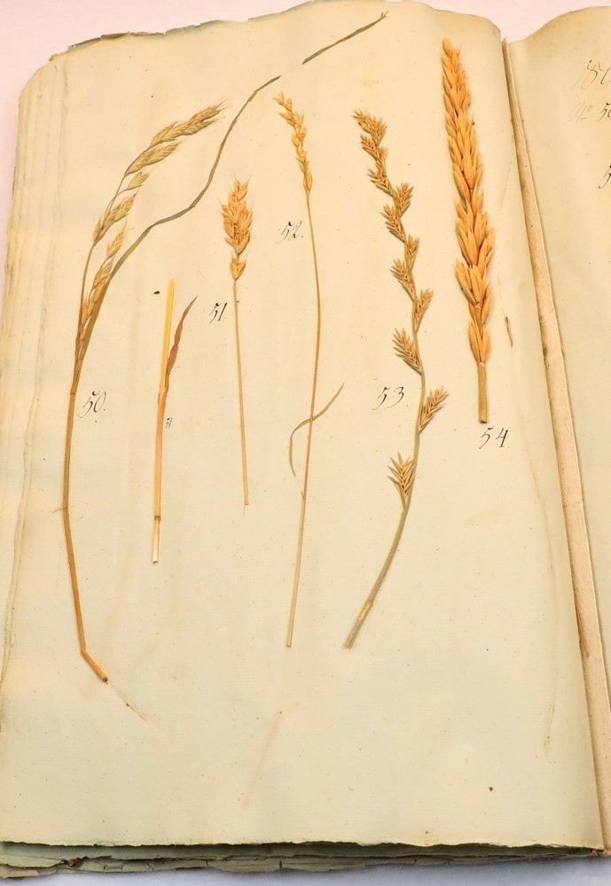 Plante nr. 54 frå Ivar Aasen sitt herbarium.  