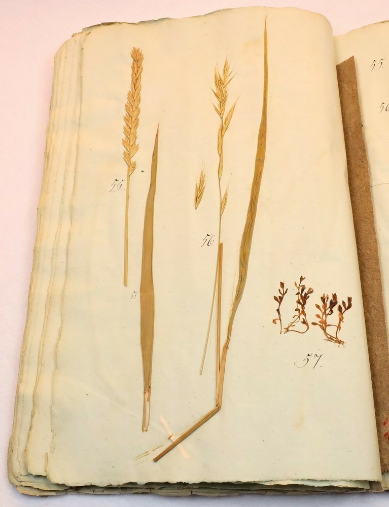 Plante nr. 55 frå Ivar Aasen sitt herbarium.  