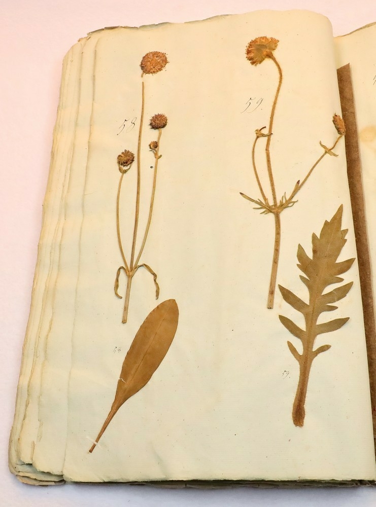 Plante nr. 58 frå Ivar Aasen sitt herbarium.  