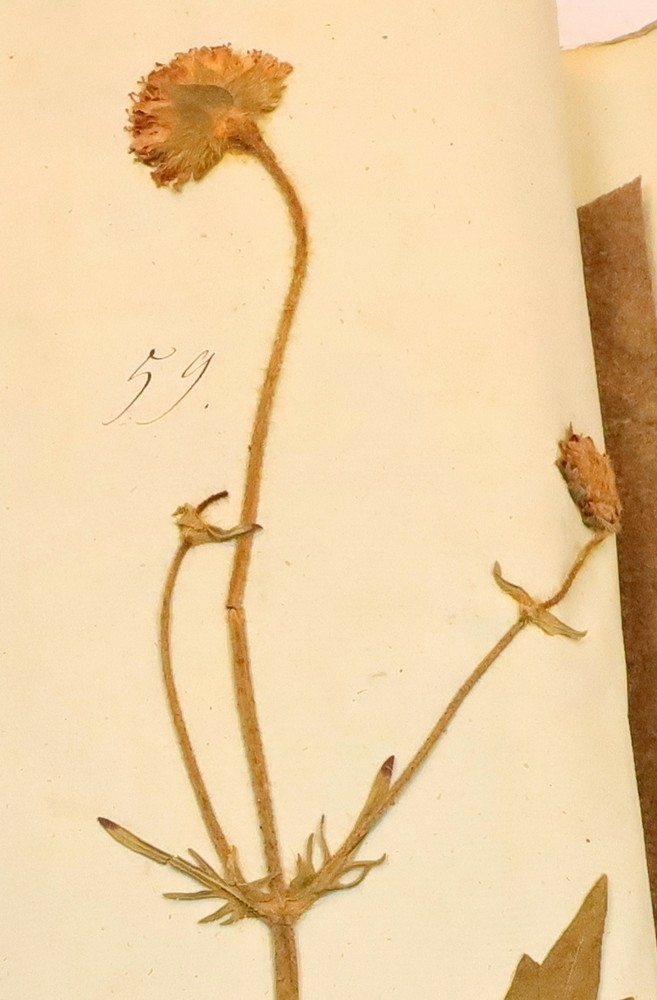Plante nr. 59 frå Ivar Aasen sitt herbarium.  