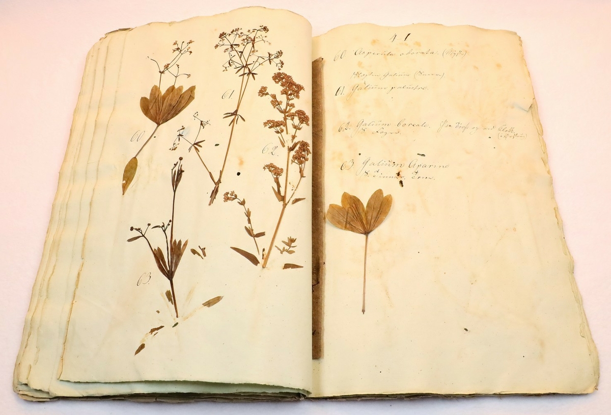 Plante nr. 60 frå Ivar Aasen sitt herbarium.  