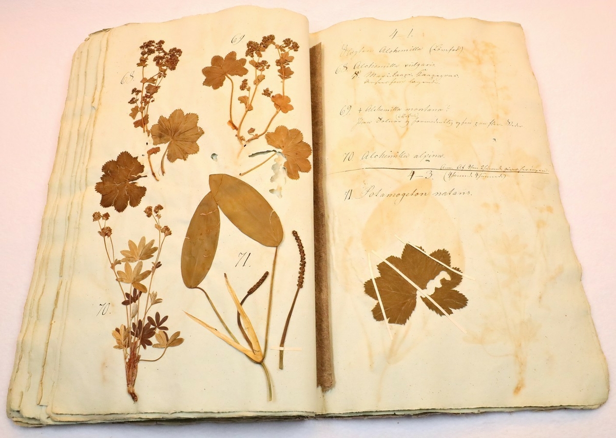 Plante nr. 70 frå Ivar Aasen sitt herbarium.  
