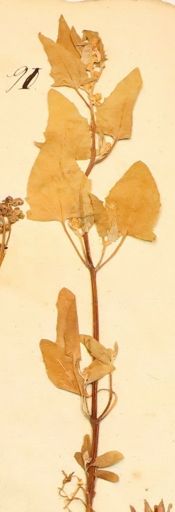 Plante nr. 91 frå Ivar Aasen sitt herbarium.  