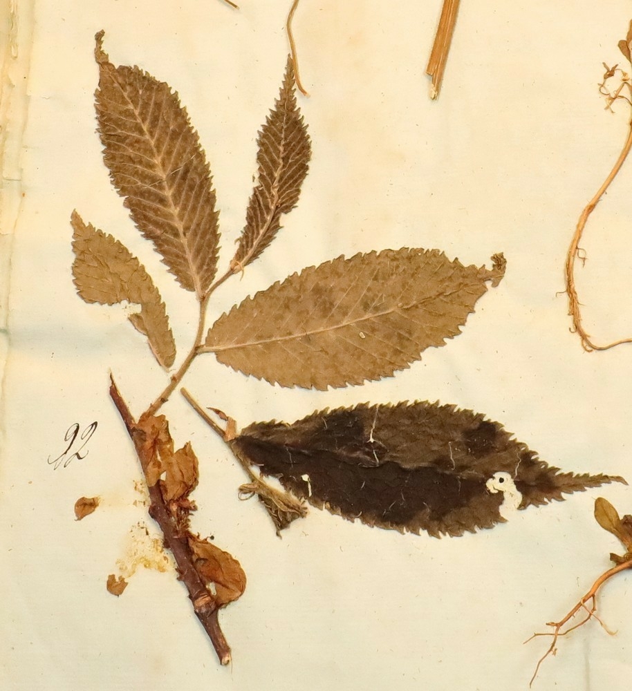 Plante nr. 92 frå Ivar Aasen sitt herbarium.  