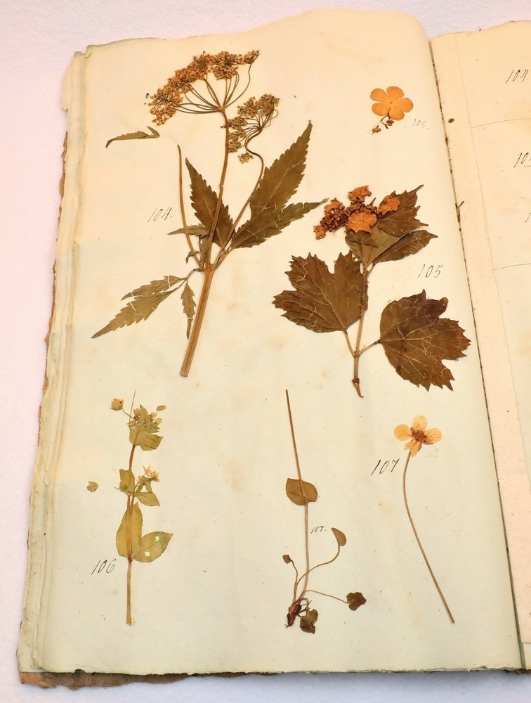 Plante nr. 107 frå Ivar Aasen sitt herbarium.  
