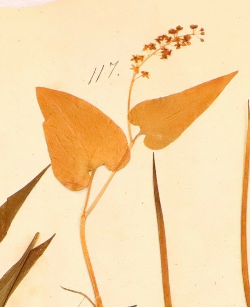 Plante nr. 117 frå Ivar Aasen sitt herbarium.  