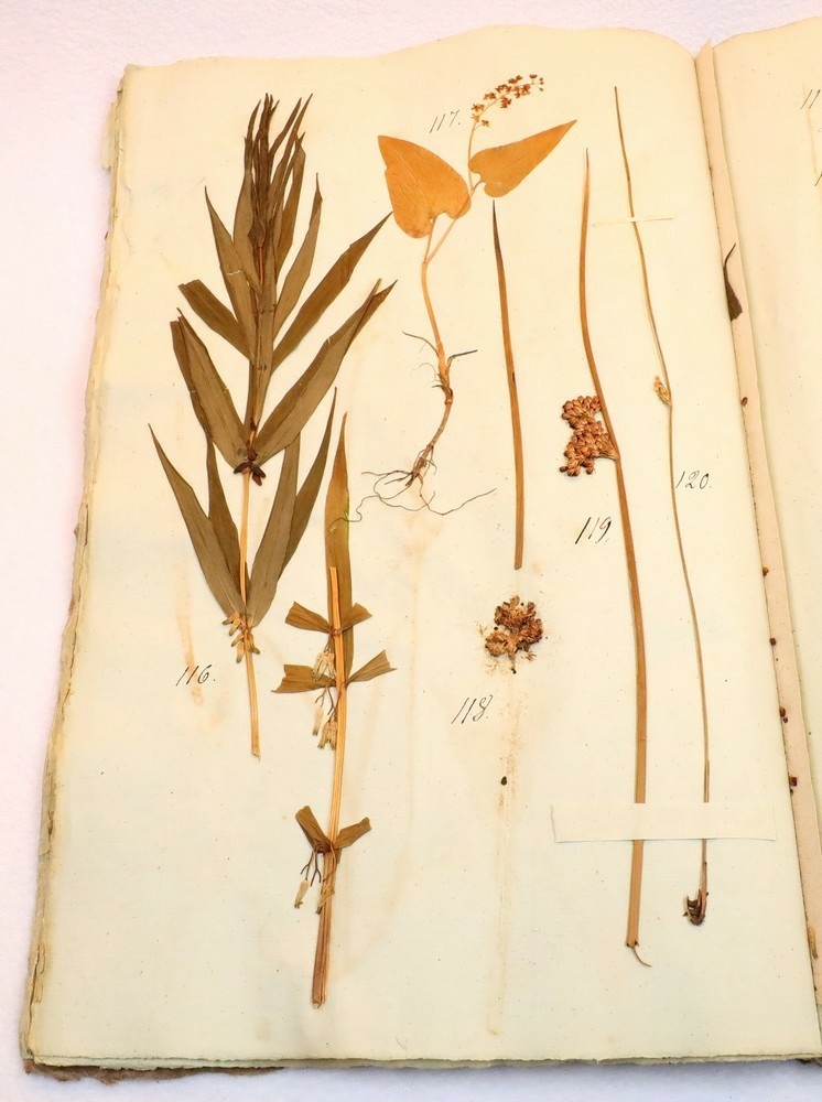 Plante nr. 120 frå Ivar Aasen sitt herbarium.  