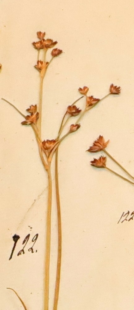 Plante nr. 122 frå Ivar Aasen sitt herbarium.  