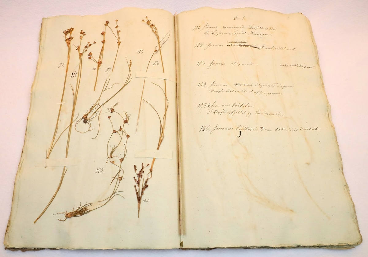 Plante nr. 124 frå Ivar Aasen sitt herbarium.  

Planten er av same art som nr. 123 i herbariet.