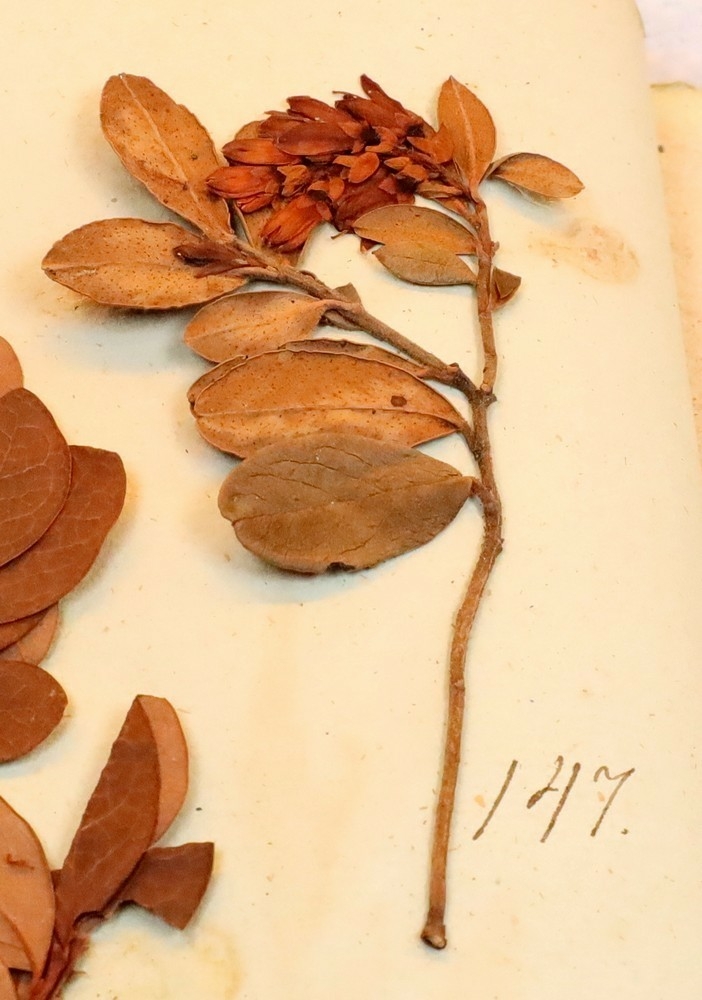Plante nr. 147 frå Ivar Aasen sitt herbarium.  