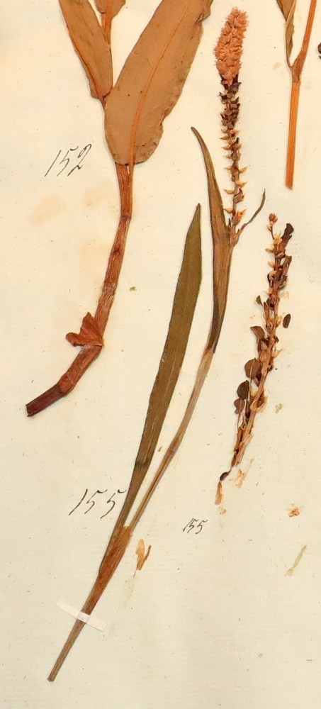 Plante nr. 155 frå Ivar Aasen sitt herbarium.  