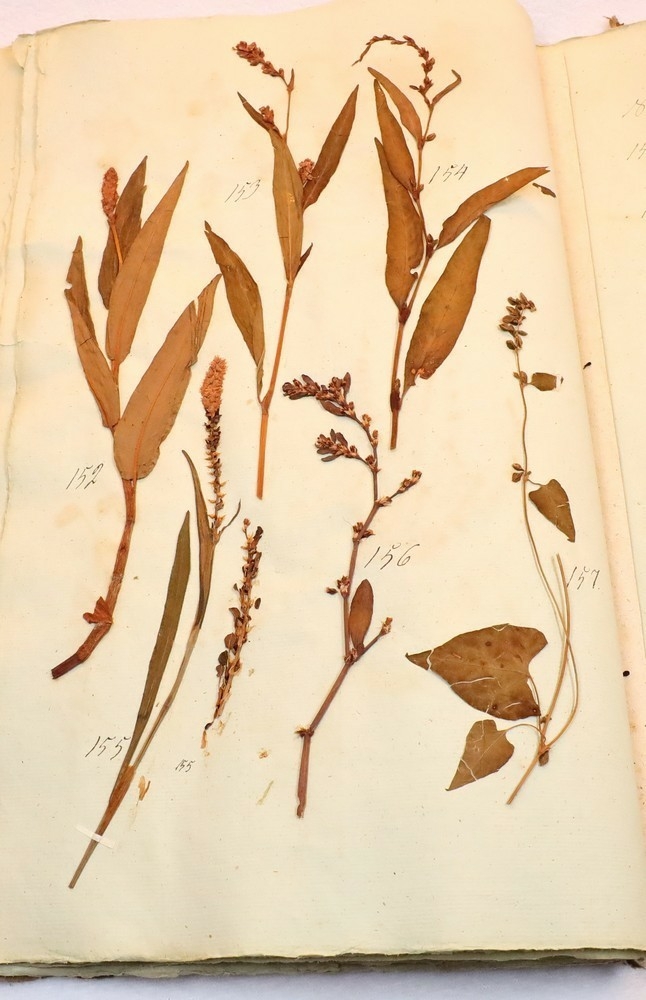 Plante nr. 156 frå Ivar Aasen sitt herbarium.  