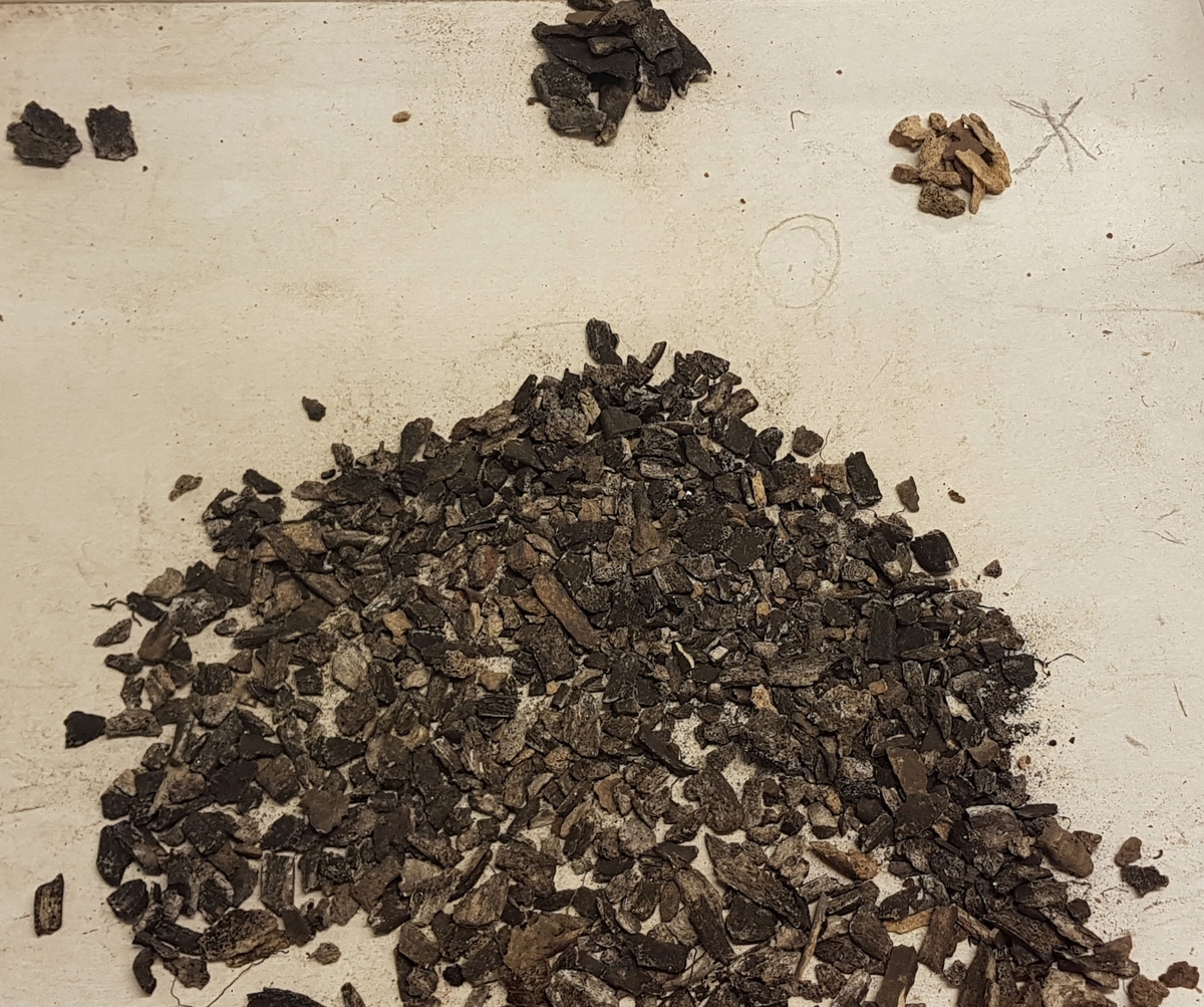 Osteologiskt material från undersökningen vid Åsen, Kolbäck 1962-1963