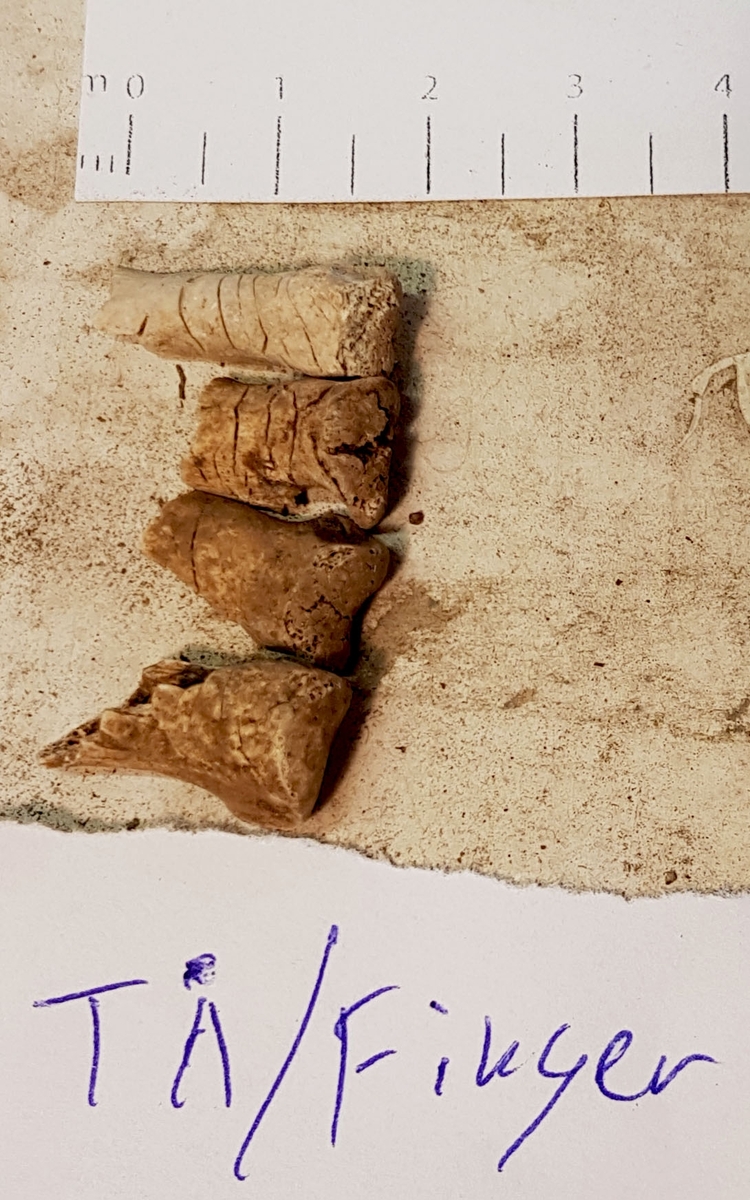Osteologiskt material från undersökningen vid Åsen, Kolbäck 1962-1963