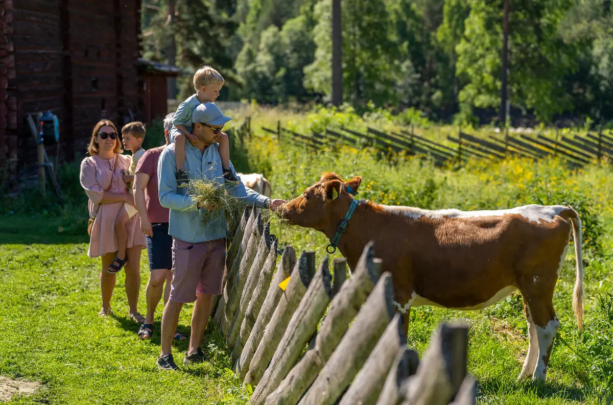 En familie mater en ku i museumsparken på Glomdalsmuseet.