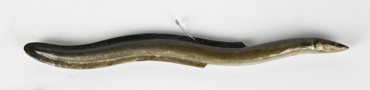 En modell av en ål. Kroppen er av gips mens finnene er av lerret. Lerretet er behandlet med lim og lakk slik at det er stivt. Fisken er malt i naturtro farger og mønster. Den er malt i fargene brunt, sølv, grått og gullfarget med detaljer i svart.