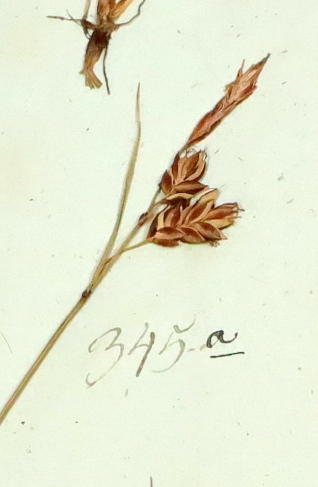 Plante nr. 345a frå Ivar Aasen sitt herbarium.  


Planten er i same art som nr. 345b i herbariet