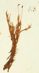 Stivkulemose-Bartramia ithyphylla
