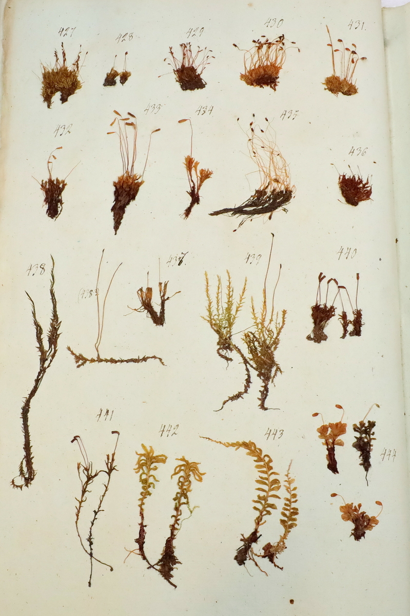 Plante nr. 430 frå Ivar Aasen sitt herbarium.  


Planten er i same art som nr. 435 herbariet