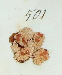Rosenlav-Icmadophila ericetorum