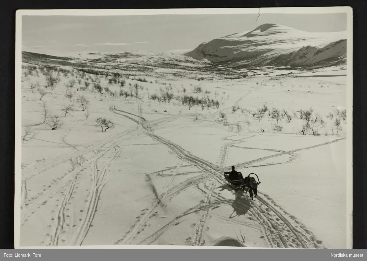 Spår i snön och renspann på färd över fjället. Påskrift på baksidan "Utsikt från Kebnekaise turiststation, påsk 1937".