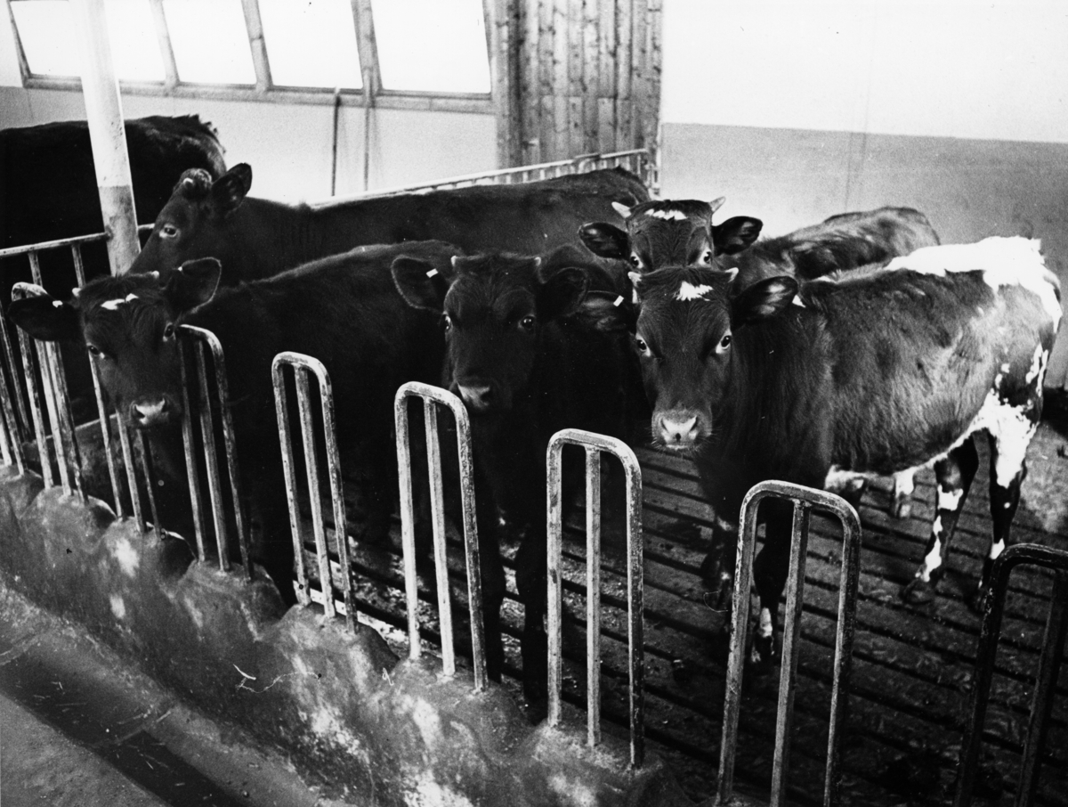 Fem kalver står på bås i fjøset. Fotografert i april i 1969.