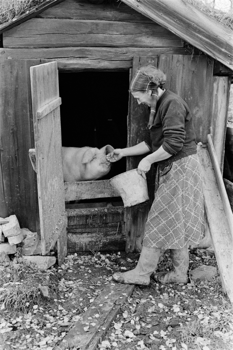 En kvinne mater en gris på Røros.